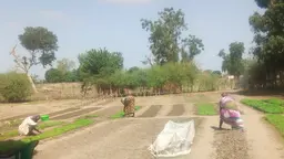 Women working the land