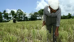 An elderly woman bends over while planting rice