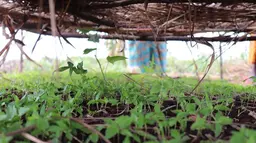 Sprouts of chilli plants