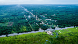 Aerial footage of palm oil plantations alongside a river