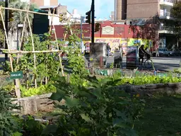 Vegetable garden in the middle of a city street