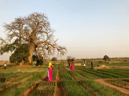 People walking on agricultural land