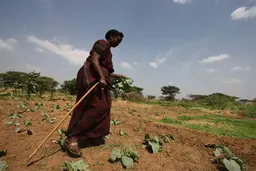 Woman walks between crops.