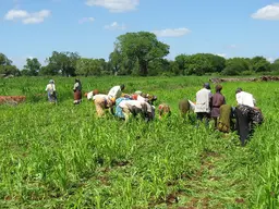 People bending over a field of crops