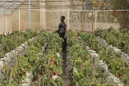 Woman holds a hose in a greenhouse of pepper plants