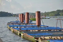 Floating boards on a lake, hiding the fish farming cages underneath