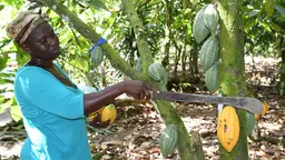Woman farmer holds a machete to a cocoa plant 