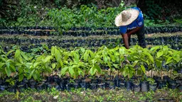 A woman bends over to tend to rows and rows of small trees being grown