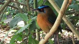 Motmot bird in Costa Rica