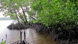 A green mangrove forest on the edge of a lake, with the roots of the mangroves exposed