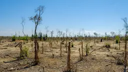 A barren landscape of chopped-down trees under a brilliant blue sky