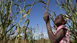 Woman in a millet crop