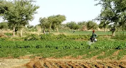 Crop field with man watering the soil.