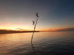 Tree branch stuck in the sea.