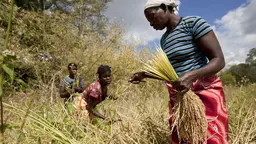 Women in a field bend over to harvest crop