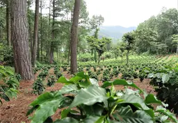 View of a forest