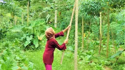 Woman in a forest holds a tree branch towards another tree