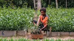 Woman sitting planting a plant.