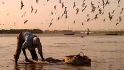 A fisherman standing in shallow water bends over to tend his nets, alongside a basket
