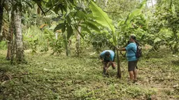 One women holds a tree while another digs into the soil with a shovel, surrounded by green trees and foliage