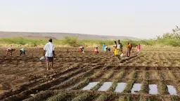 Farmers carry bottled water to pour on a field of onion crops