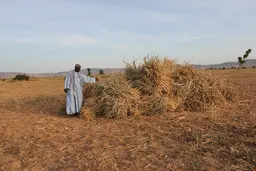 Man next to a pile of dried crops of maize.