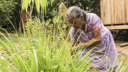 Elder woman kneels on the ground behind weeds.