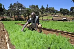 Man crouching next to a crop bed.