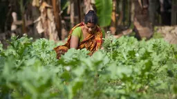 Woman squatting in a garden, looking to the ground. She's surrounded by vegetables.