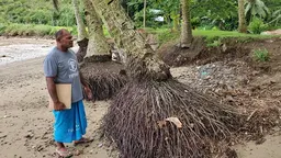 Man on a dried beach. Palm trees with roots uncovered.