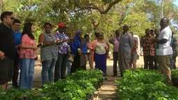 A group of men and women stand around an array of plants on the ground