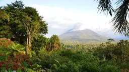 View of a forest with a volcano in the background