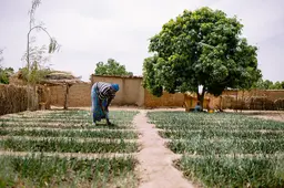 Woman holding a shovel to the ground in a cropped field.