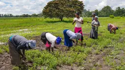 Various women holding sickles and working the land