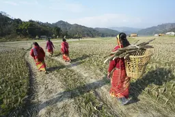 Four women walking through a field. One carries a bascket and logs on her back. 
