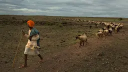 A male shepherdwith a stick leads dozens of sheep winding behind him on a dusty trail
