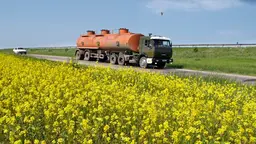 Tank truck driving along a road between fields of yellow flowers