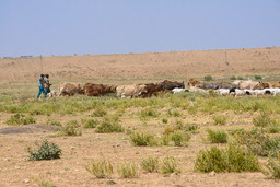 Two men walk behind a herd in an arid landscape.