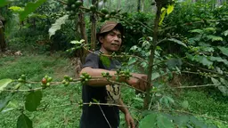 A man wearing a T-shirt and a hat takes a close look at a tree, surrounded by forest