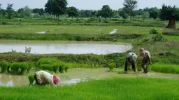 Three people working in a paddy field.