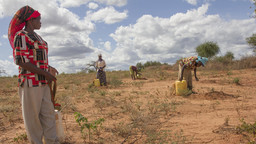Four women in a dry landscape watering small plants.