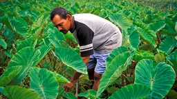 A man stands in a field surrounded by plants with large, bright green leaves.