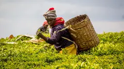 A woman with a basket on her back picks tea leaves from a huge field surrounding her