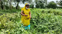 A woman in a yellow sari and wearing a facemask is standing in a field of crops. She is putting the plants into a bag tied around her waist.