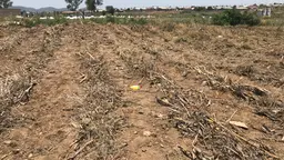 A field of bare earth covered with rows of dried stalks.