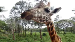Head and neck of a giraffe.