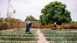 Woman bends over a seedbed.