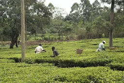 Farmers harvest crops in fields.