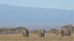 Three elephants in the savanna