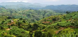 Mpugu Parish borders Bwindi Impenetrable National Park (top right). Photo: Andrew Kirkby